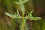 Yellow meadowbeauty